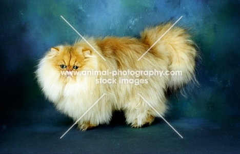 fluffy golden Persian