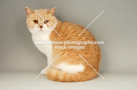 British shorthair, bi-colour, cream and white