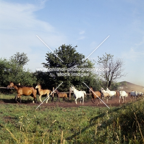 herd of Shagya Arab mares and foals running