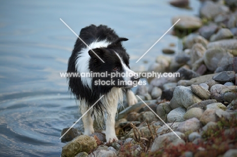 black and white border collie standing on the lake shore