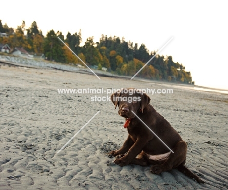 chocolate Labrador puppy sitting on beach