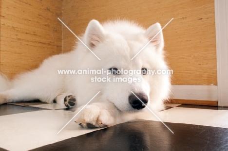 young Samoyed lying on kitchen floor