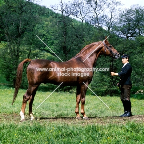 trakehner stallion at marbach with handler 