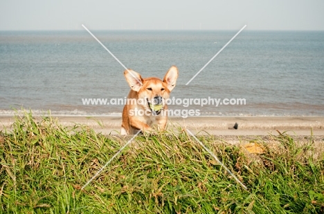 dog running up dune
