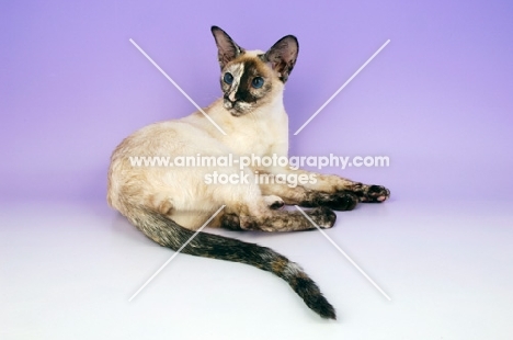 chocolate tortie point siamese cat, lying down