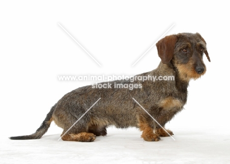 Dachshund Wirehaired standing on white background