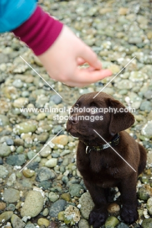 Chocolate Labrador Retriever puppy looking up at owner's hand