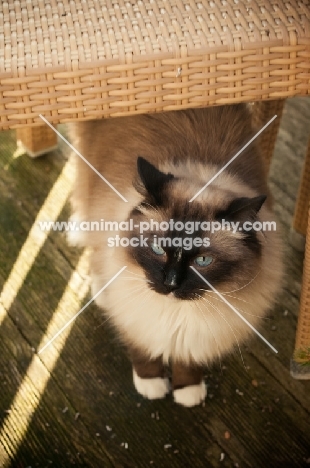 Ragdoll standing under chair