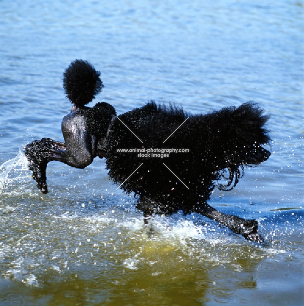 champion standard poodle running through shallow water