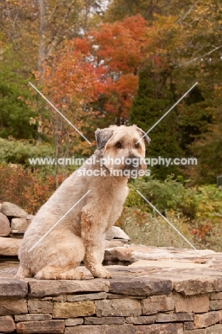 Soft Coated Wheaten Terrier sitting on steps