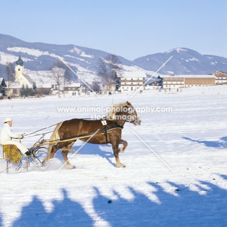 mary, noric horse in trotting race in kitzbuhel, austria