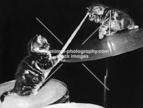 two tabby kittens fighting on drum kit with stick