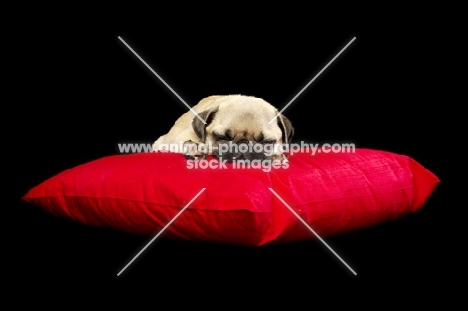 pug pup sleeping on pillow