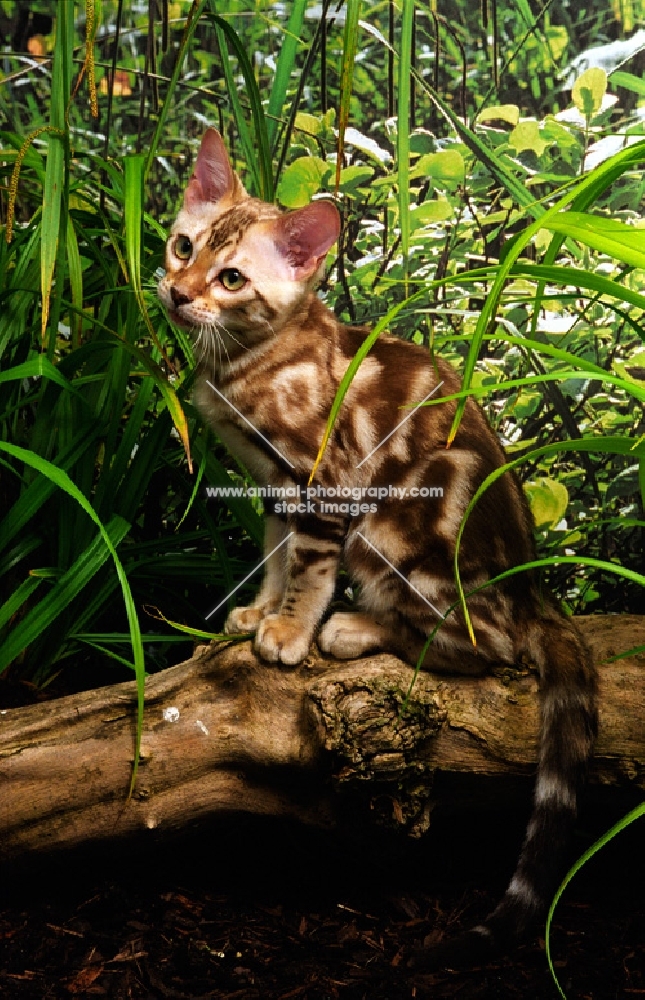 bengal kitten sitting on a branch