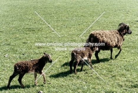 soay ewe with two lambs