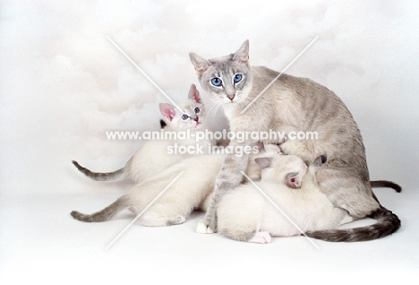 Snowshoe mother with kittens