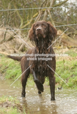 wet German Longhaired Pointer