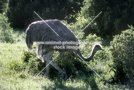 ostrich in addo elephant park, s. africa