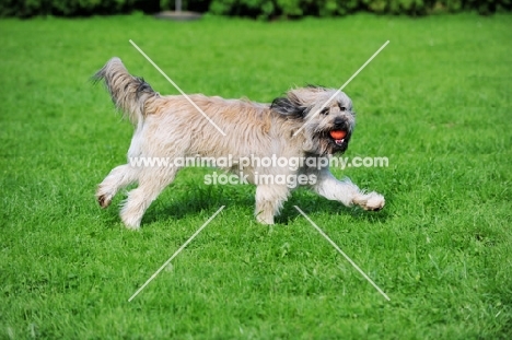 Gos d'Atura running with ball