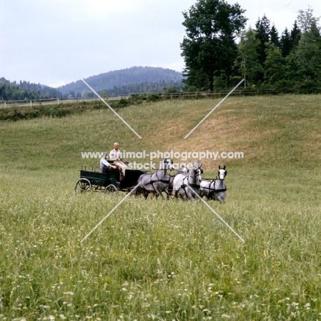 Dr Lehrner driving 4 Lipizzaner mares at Piber