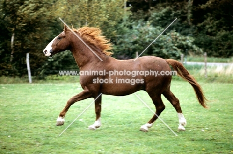 tito, fredericksborg stallion