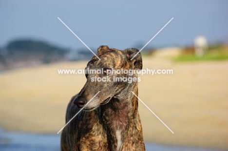 brindle Greyhound