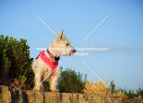 West Highland White Terrier