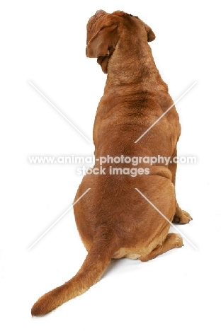 International Champion Dogue de Bordeaux (Grand Rouge Luccianob by Red Rhino) back view