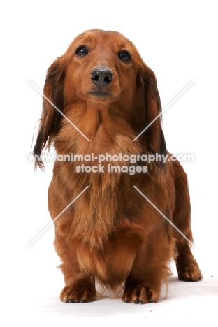 dachshund longhaired (miniature), Australian Champion