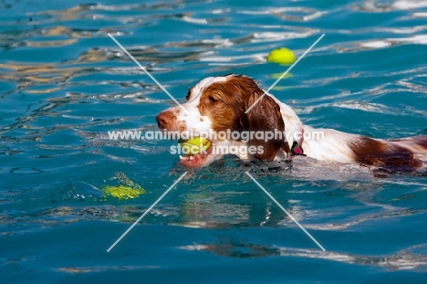Brittany dog in swimming pool