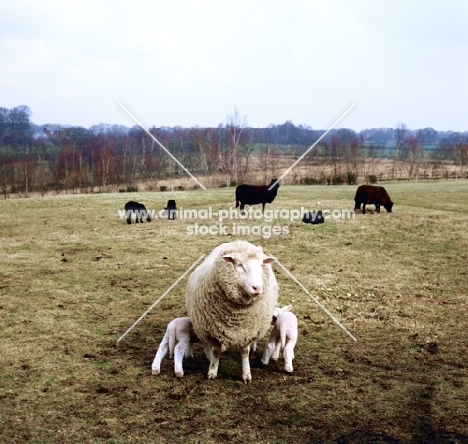 poll dorset cross ewe and two lambs suckling