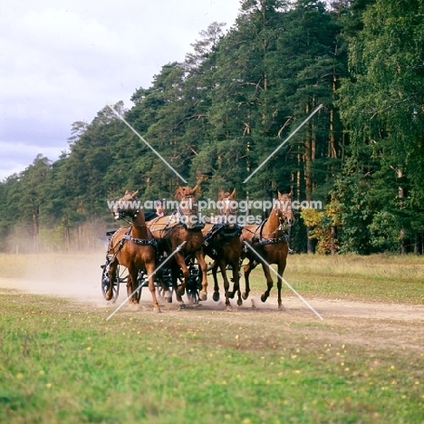 Tachanka, 4 Don geldings in harness in the forest near Moscow