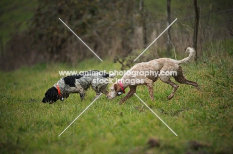 english setter and english springer spaniel smelling the ground
