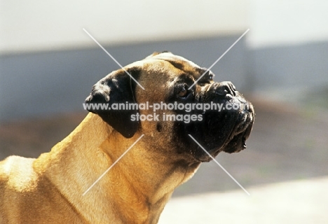 bullmastiff, portrait looking up