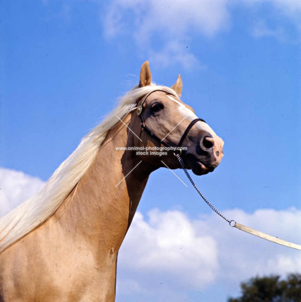 palomino stallion in uk