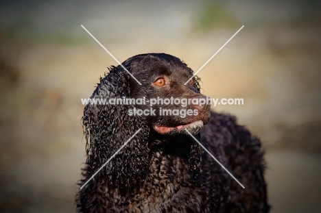 American Water Spaniel, looking away