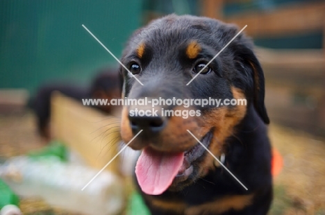 a cute beauceron puppy