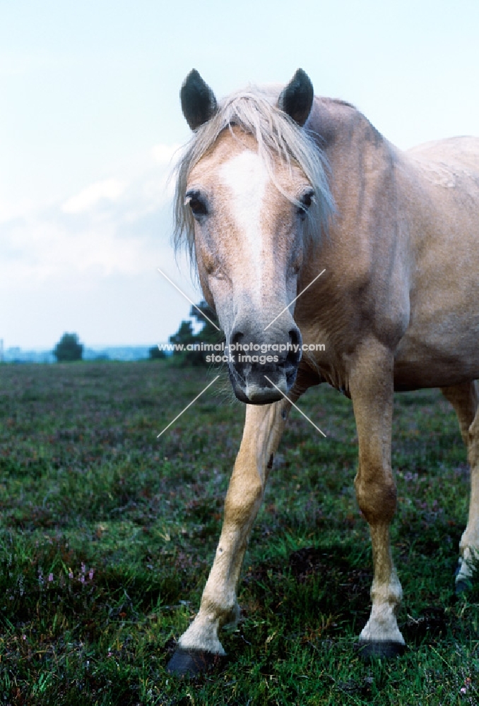 new forest pony interrupted while grazing in the forest