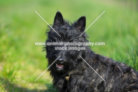 Scottish Terrier puppy in a field