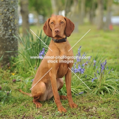 Hungarian Vizsla in spring