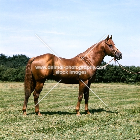 Quarter Horse in uk, owner Ed Ivory