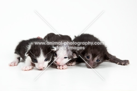 3 Peterbald kittens, eyes just opened, 1 week old