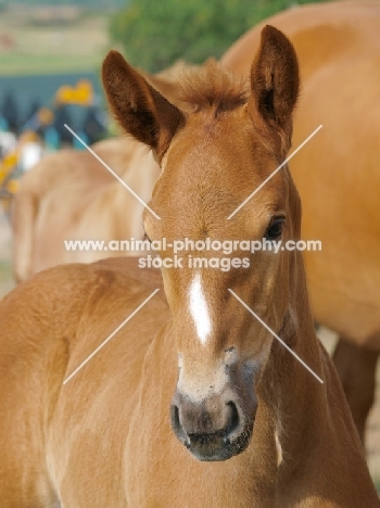 Suffolk Punch portrait, foal