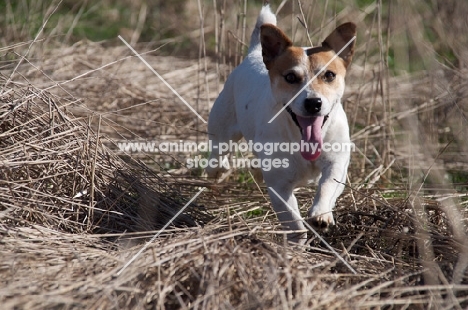Jack Russell, walking happily on grass