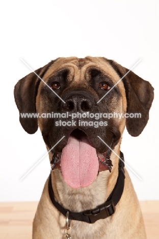 Mastiff portrait