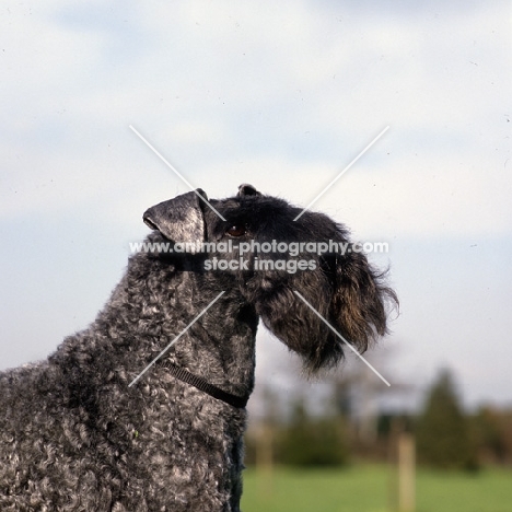 ch arkama made to measure, kerry blue terrier head and shoulder 