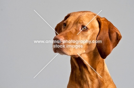 Hungarian Vizsla sitting in studio