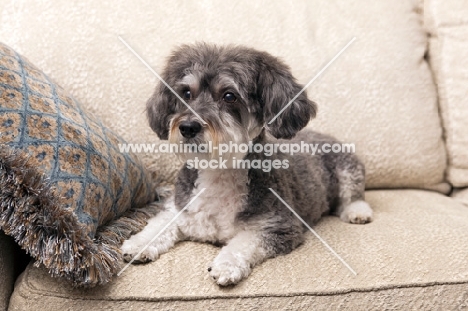 Schnoodle (Schnauzer cross Poodle) on couch