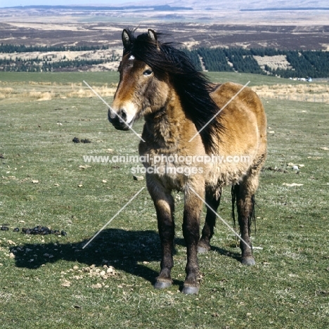 lone Highland Pony on the moors in spring