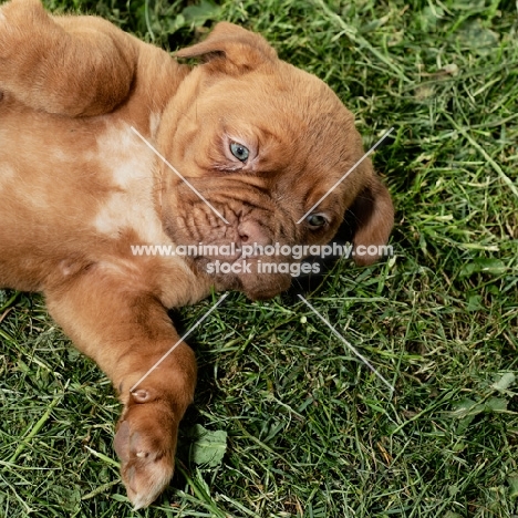 Dogue de Bordeaux puppies lying on grass